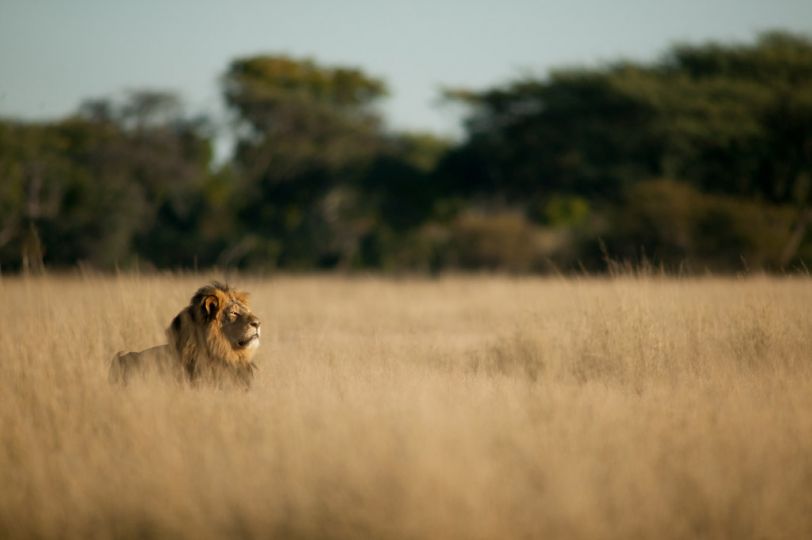 © Brent Stapelkamp, Cecil taking the air