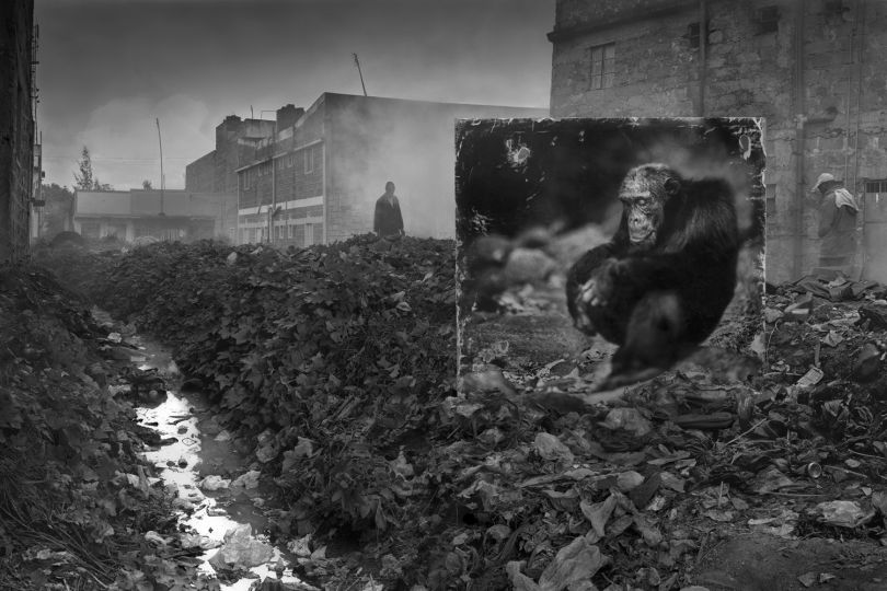 © NICK BRANDT, Alleyway with chimpanzee, 2014, Courtesy of Fahey Klein Gallery (Los Angeles)